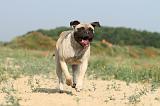 BULLMASTIFF 213